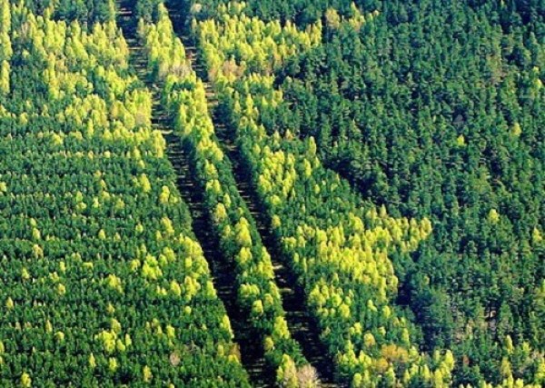 Йохан Флихер: лесная сертификация в Беларуси соответствует международным стандартам