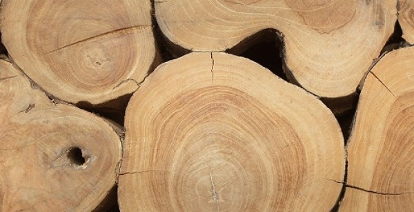 18th international specialized exhibition "LESDREVTECH-2018»